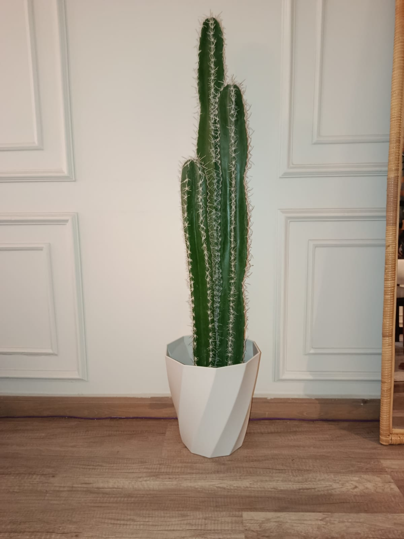 نبات  صباره 3جزع 