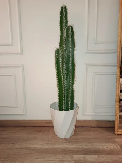 نبات  صباره 3جزع 