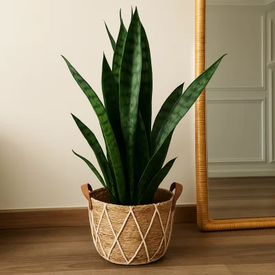 نبات صباره جلد النمر 