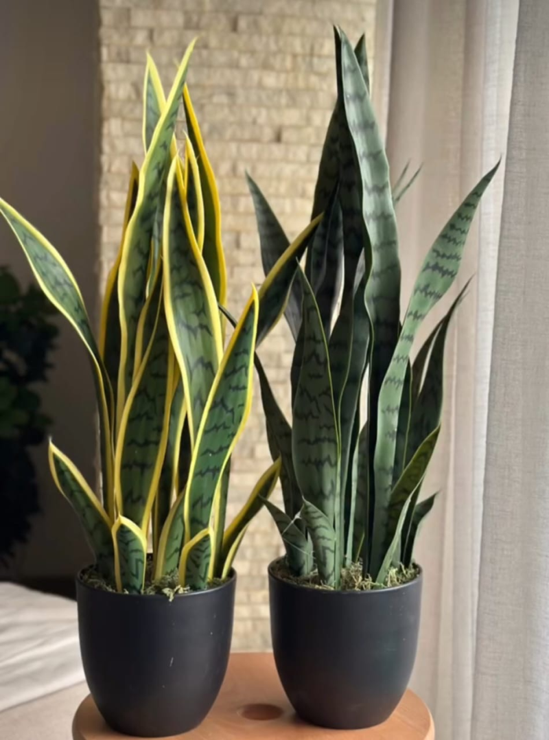 نبات صباره جلد النمر 