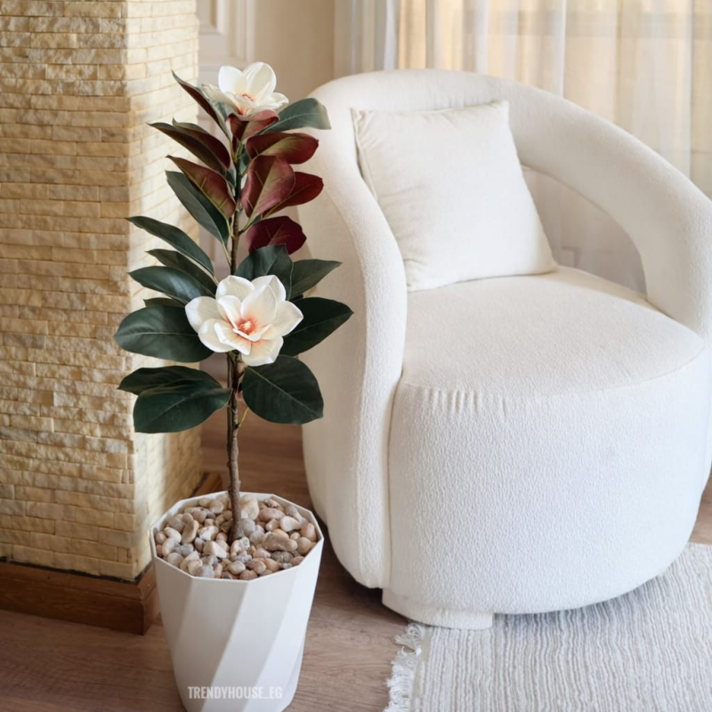 شجره ماغنوليا 