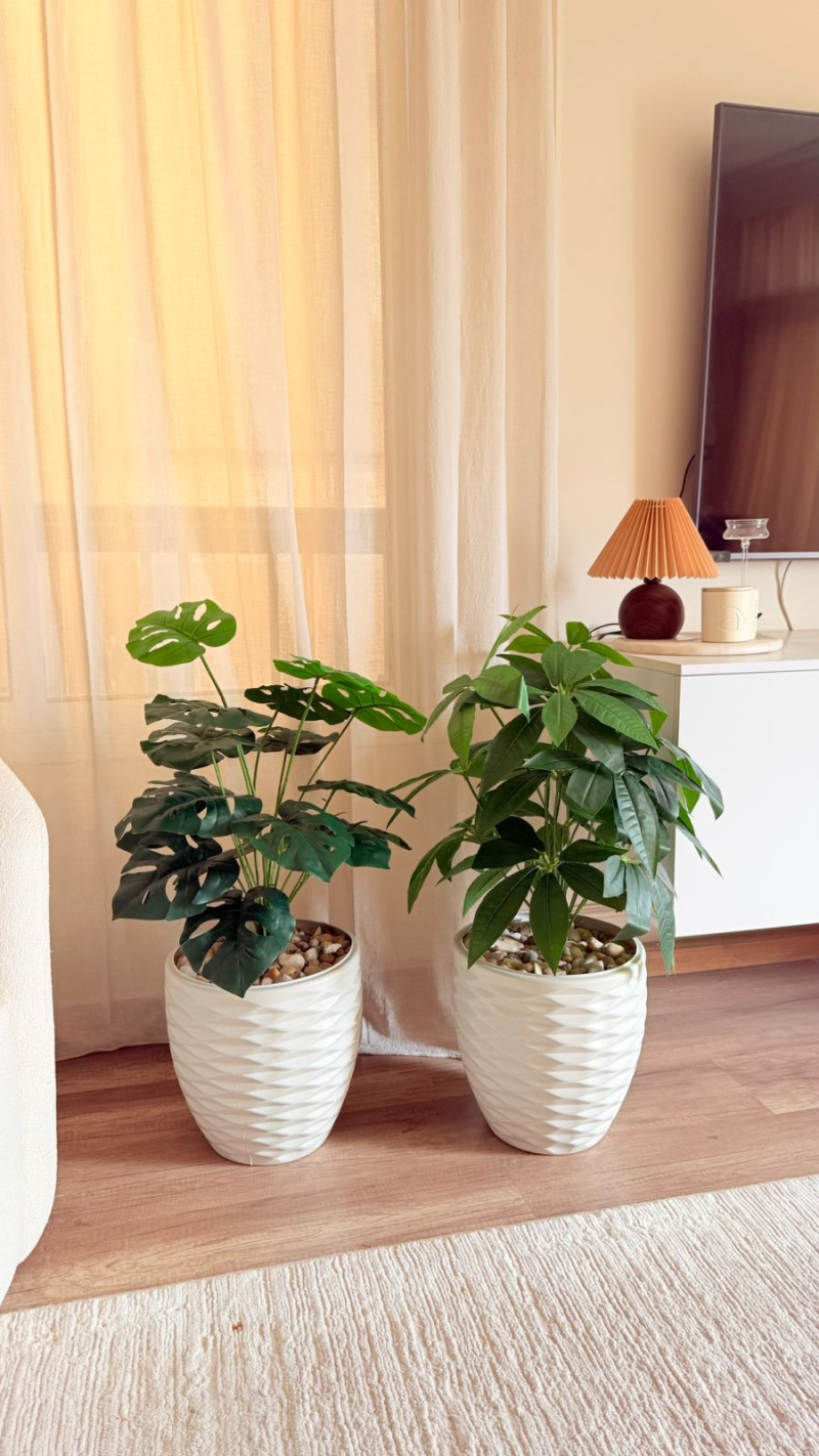 شجره الباشيرا 