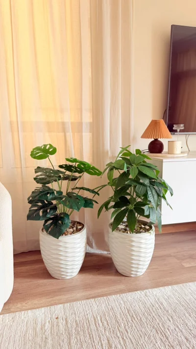 شجره الباشيرا 