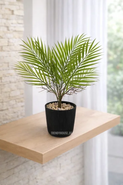 فازه شجر نخيل