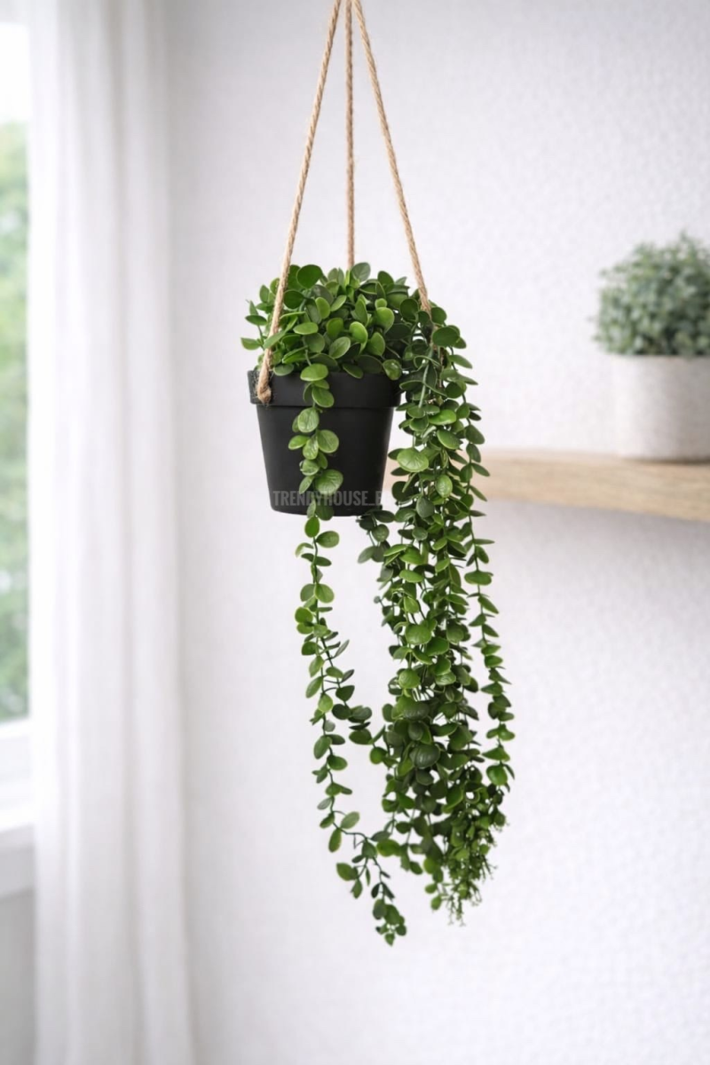 شلال زرع الديشيديا معلق 