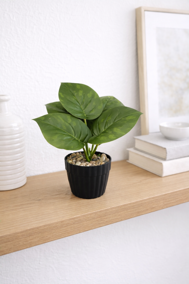 فازه شجر ستريليتزيا