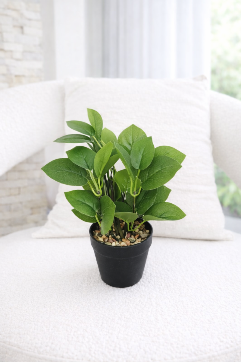 فازه شجر إكلبتوس 