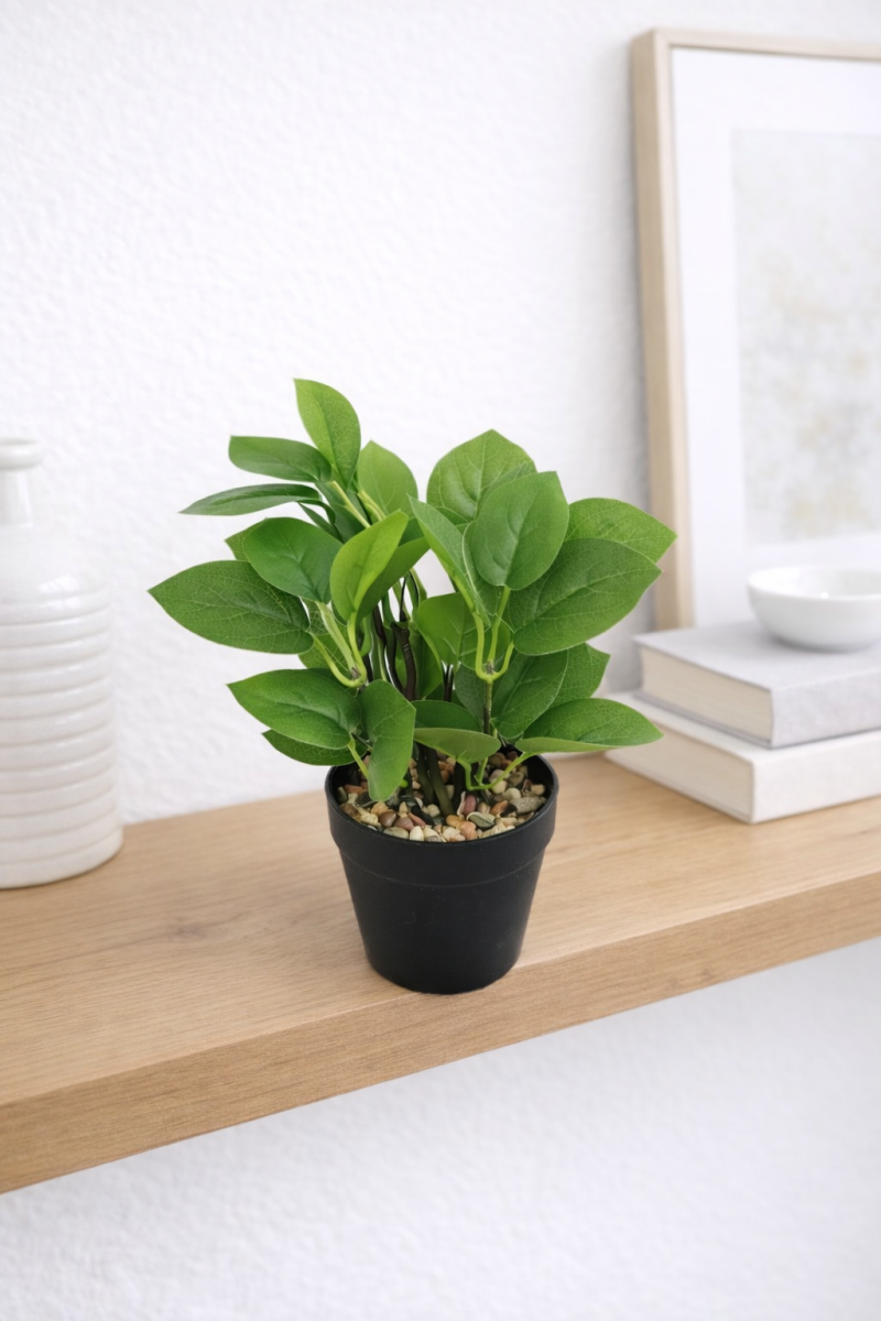 فازه شجر إكلبتوس 