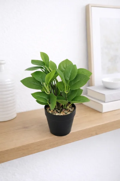 فازه شجر إكلبتوس 