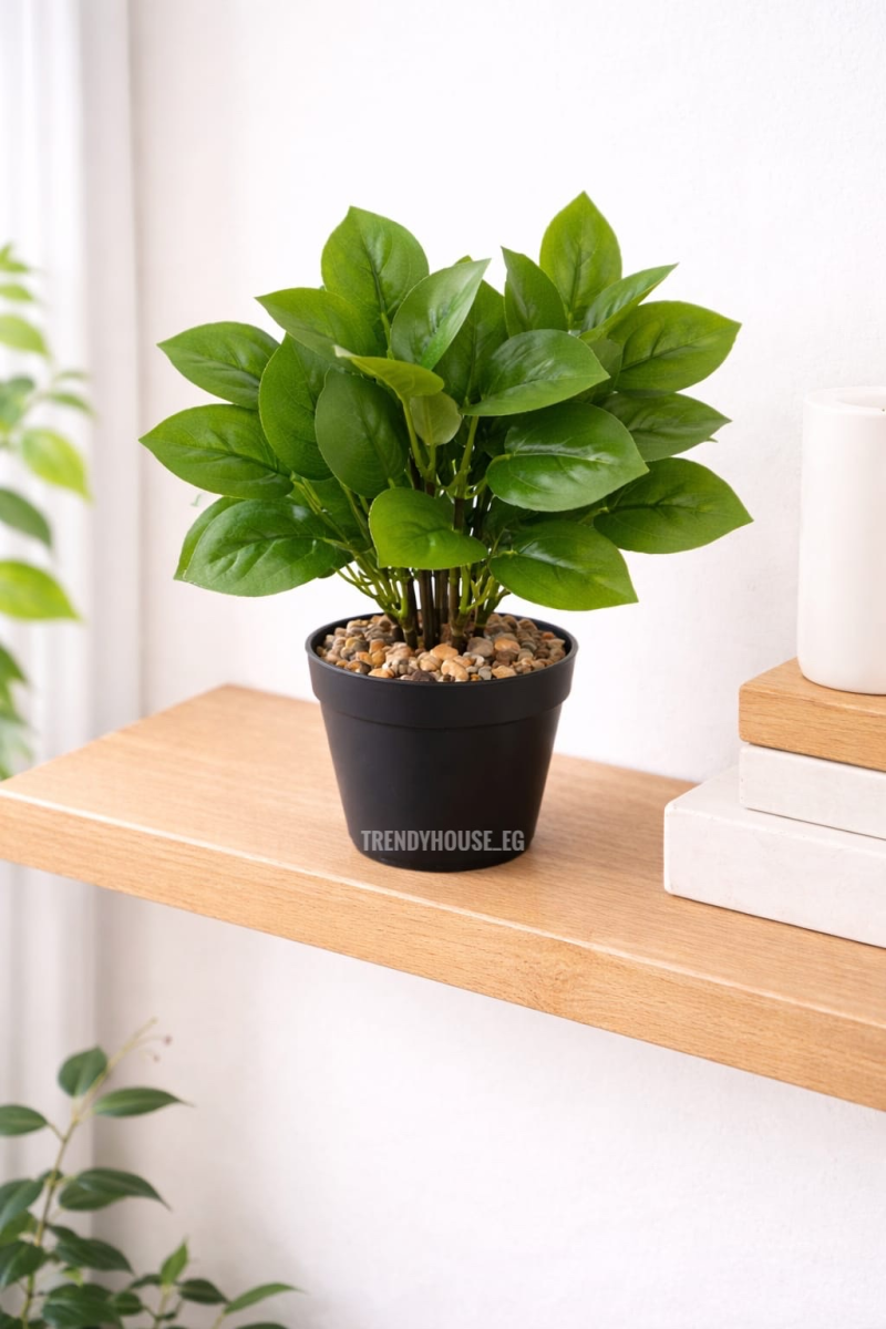 فازه شجر اللبلاب