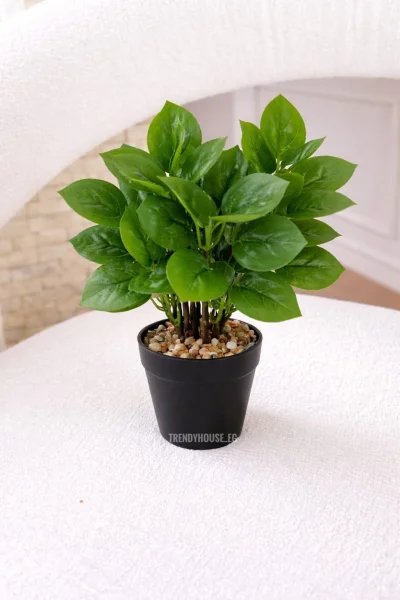 فازه شجر اللبلاب