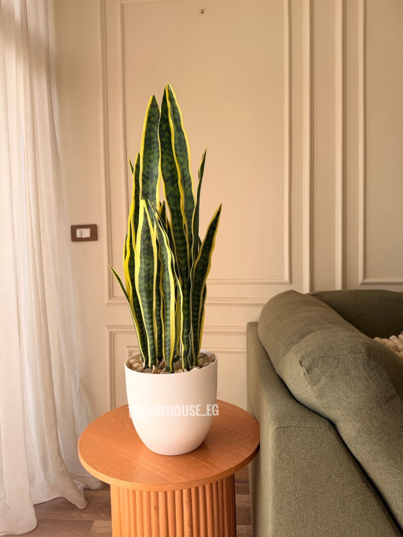 شجره جلد النمر اصفر 90 سم 