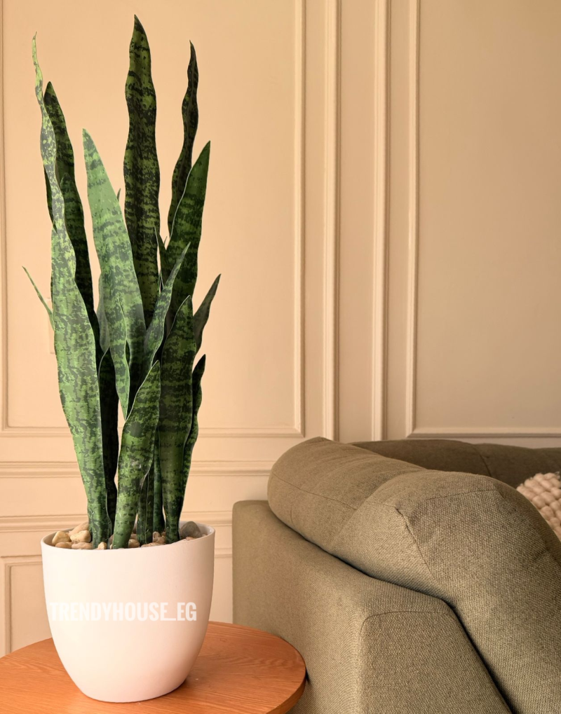 شجره جلد النمر اخضر 90 سم 