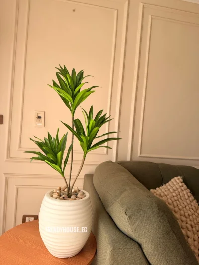 دراسينا غامقه 90 سم 