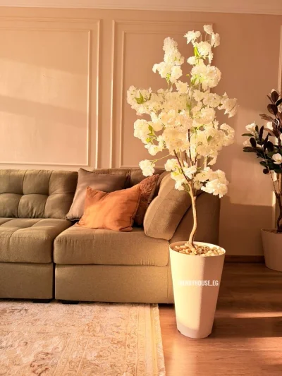 شجره مشمش 160 سم