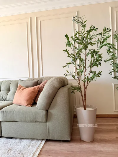 شجره زيتون 2 جزع 180 سم