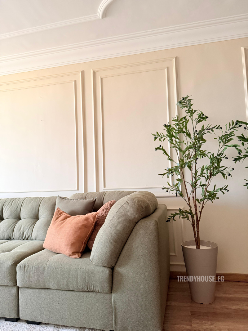 شجره زيتون 2 جزع 180 سم