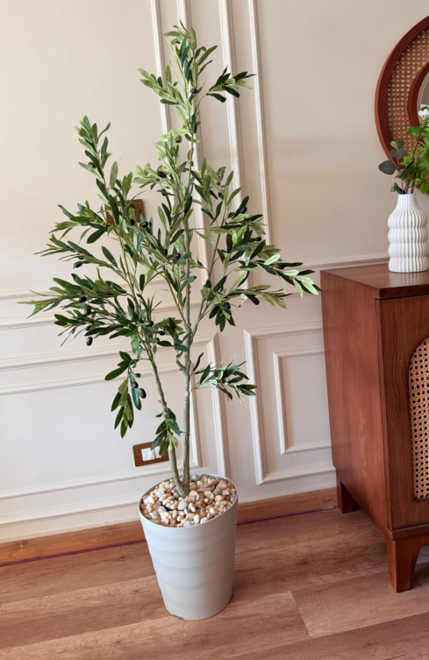 شجرة زيتون 175سم