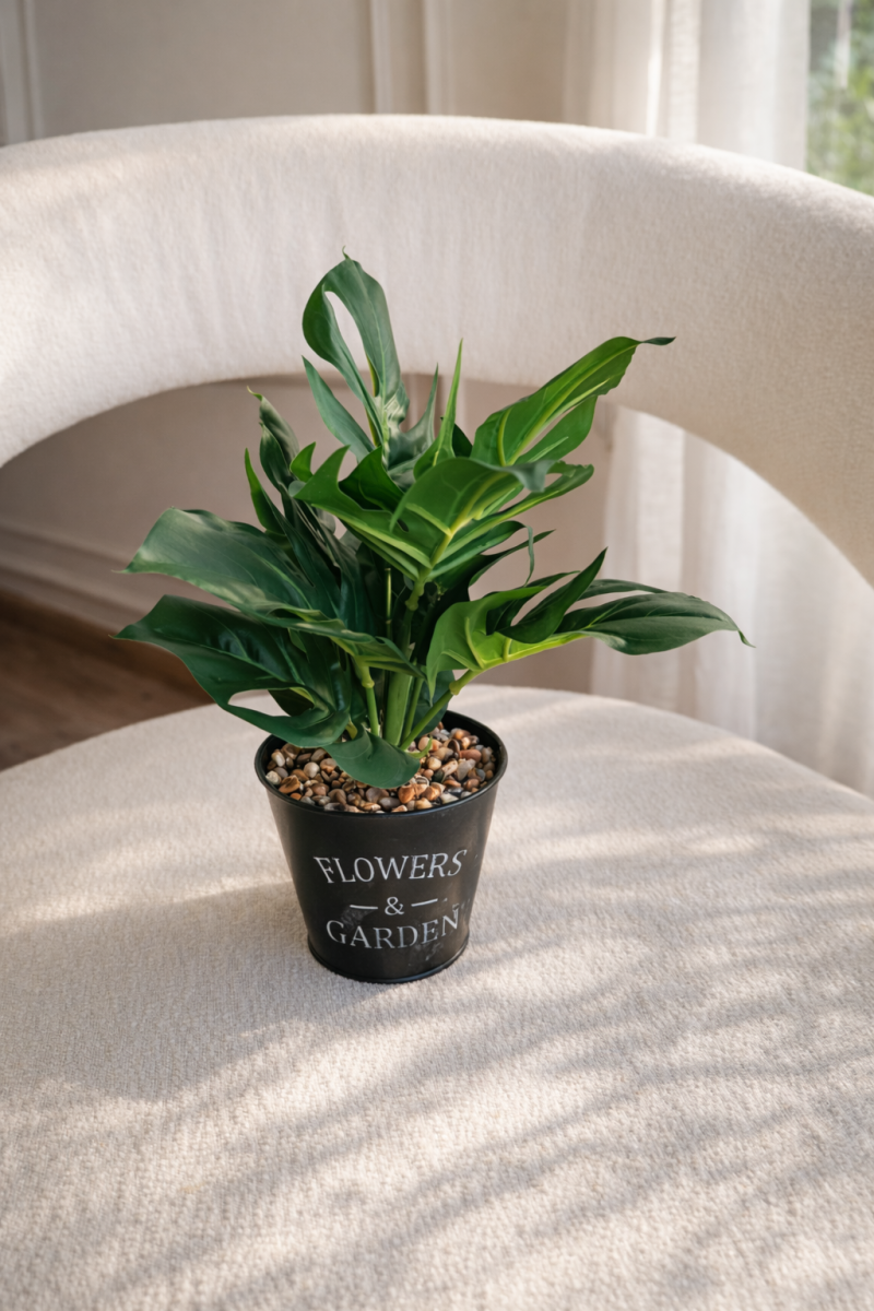 فازه شجره مونستيرا 