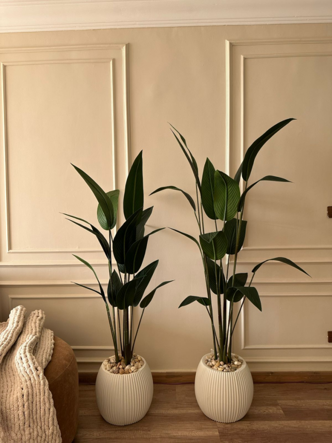 شجره موز عصفور 160سم